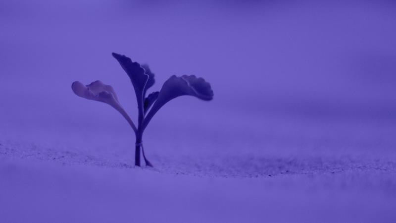 seed - purple